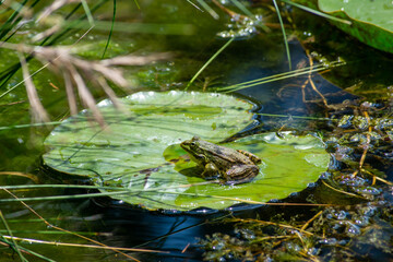 Tiny frogs on lotus leaves in the lake. Little frogs are on the leaves. Cute frog in the lake. Selective focus.