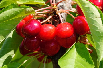 cherries on a branch