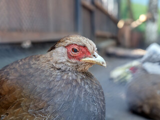 Head of pheasant  female. Profile portrait of bird. Close-up.