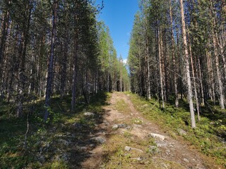 Obraz premium Forest sunny trail