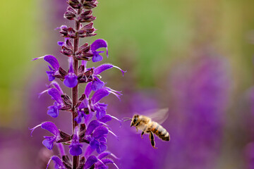bee and lavender