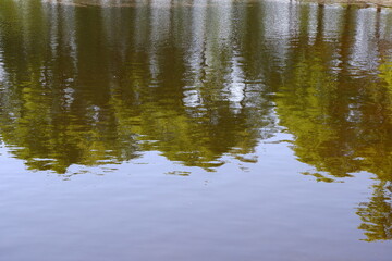 Obraz na płótnie Canvas Reflection of trees in the pond.