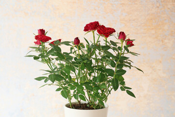 Beautiful red roses in pot on light background