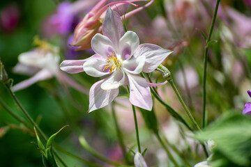 Fototapeta premium Close-up flowers in soft colors, pink tones. Fragrant flowers in the botanical park. Endemic plants. Fragrant and beautifully colored flowers. Selective focus.