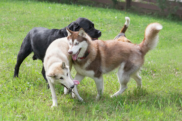 Siberian husky, west siberian laika and labrador retriever puppy are playing on a green grass in...