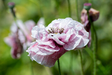 Close-up flowers in soft colors, pink tones. Fragrant flowers in the botanical park. Endemic plants. Fragrant and beautifully colored flowers. Selective focus.
