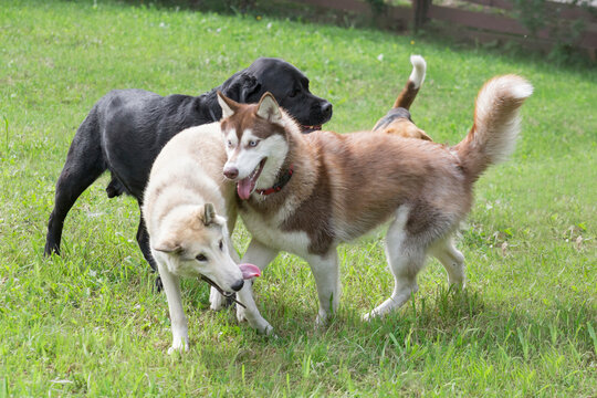 Siberian husky, west siberian laika and labrador retriever puppy are playing on a green grass in the summer park. Pet animals.