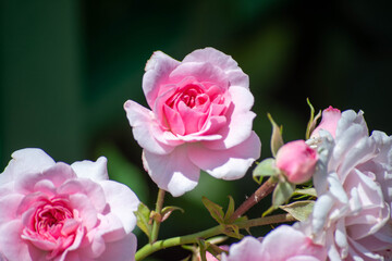 Pink roses and branches. Close-up roses and a romantic floral ambiance. Fragrant flowers in the park. Selective focus, close-up.