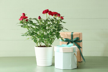 Beautiful red roses in pot and gift boxes on color background