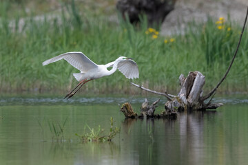 Great egret (Ardea alba) flying over wetland in natural habitat