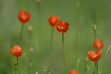 Poppy flower on green field
