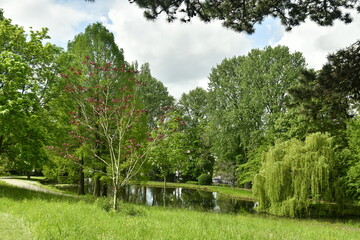 Fototapeta na wymiar Gazon aux hautes herbes dominant l'étang principal des Jardin Jean Sobieski à Laeken 