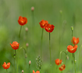 Colorful poppy flowers on green field in summer