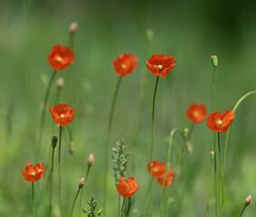 Poppy flowers blooming on green field close up selective focus blurry background