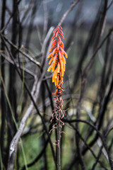 Besteigung des Mount Kenyas