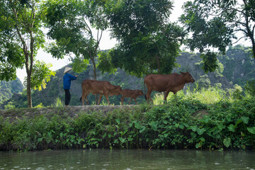 Rural scene with caws and farmer at Tam Coc. Farmer with traditional hat guiding the animals. Vietnam