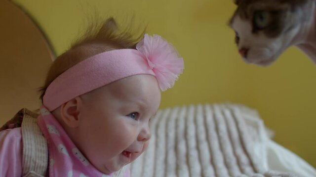 Toddler girl looks at the cat's face. She smiles, examining the pet. She moves her head. A pink flower is worn on head.