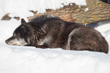 Wild black canadian wolf is lying on a white snow and looking away. Canis lupus pambasileus.