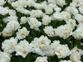white flowers in a garden. White flowers.