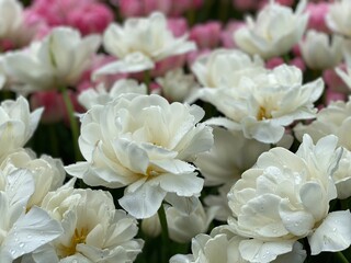 bouquet of white flowers. bouquet of roses. bouquet of white roses. 