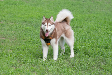 Cute red and white siberian husky is standing on a green grass and looking at the camera. Pet animals.