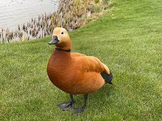 duck on the grass. duck in the park.
