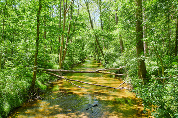 Fototapeta premium River in the Woods