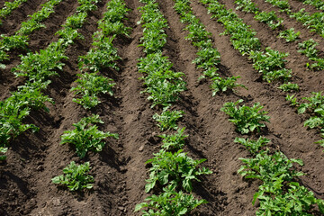 Fototapeta na wymiar Smooth rows of young potato bushes stretching into the distance. The land between them is freshly cultivated