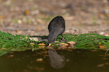 mirlo común (Turdus merula)  bebiendo en el estanque del parque 
