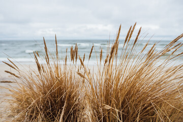 Beach at the Baltic Sea. Coastal scenery with sandy beach, dunes with marram grass and rough sea on winter day - obrazy, fototapety, plakaty