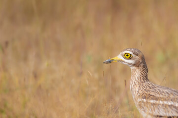 Nature and bird. Yellow green nature habitat background. Bird: Eurasian Stone curlew. Burhinus oedicnemus.