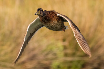Mallard Anas platyrhynchos Costa Ballena Cadiz