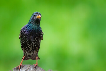 Colorful bird Starling. Green nature background. Bird: Common Starling. Sturnus vulgaris.