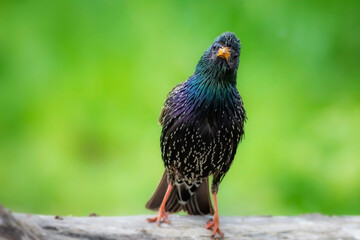 Colorful bird Starling. Green nature background. Bird: Common Starling. Sturnus vulgaris.