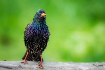 Colorful bird Starling. Green nature background. Bird: Common Starling. Sturnus vulgaris.