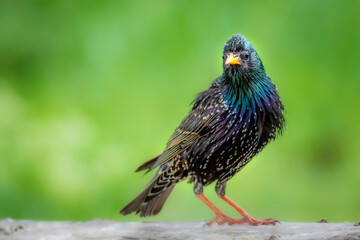 Colorful bird Starling. Green nature background. Bird: Common Starling. Sturnus vulgaris.