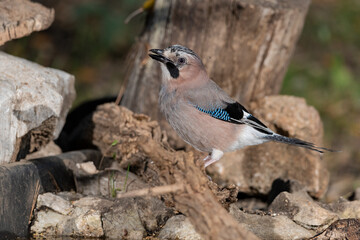 arrendajo euroasiático posado en una rama con líquenes​ (Garrulus glandarius)