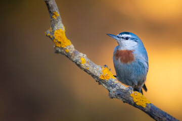 Obraz premium Cute little bird. Autumn nature background. Bird: Krupers Nuthatch. Sitta krueperi.