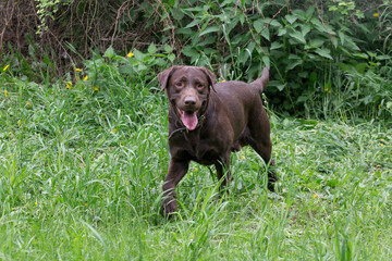 Cute chocolate labrador retriever puppy is standing on a green grass in the summer park and looking at the camera. Pet animals.