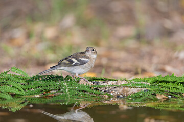 pinzón común bebiendo en la charca del bosque (Fringilla coelebs)