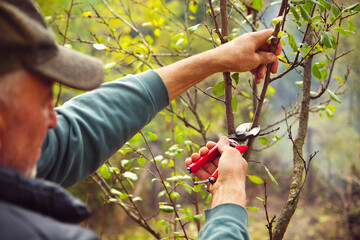 Man pruning tree branch with secateurs in the orchard