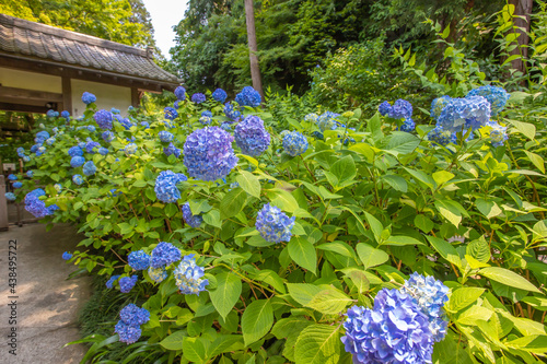 神奈川県 鎌倉 明月院のあじさい Wall Mural Wallpaper Murals スプやん