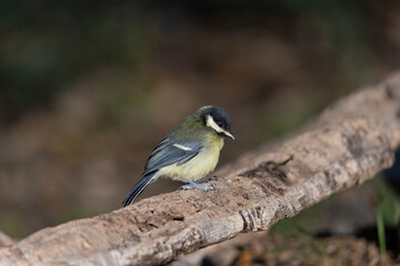 carbonero común posado en una rama (Parus major) 