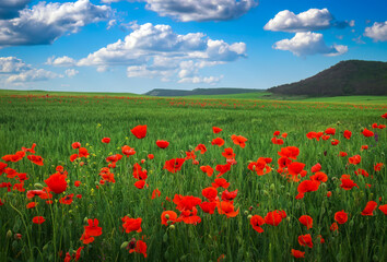 Amazing floral landscape with blooming red poppy, cloudy blue sky and mountain. Natural beauty and excellent colorful design background.