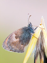 Coenonympha pamphilus: a butterfly warms its wings before flying