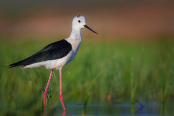 Beautiful water bird. Black winged Stilt. Green nature habitat background.