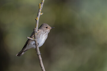 papamoscas gris posado en una rama con líquenes (Muscicapa striata)