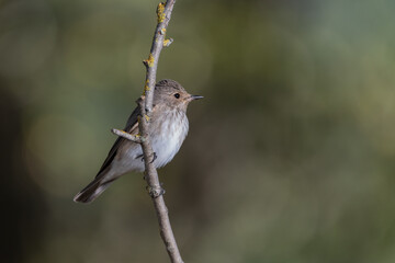 papamoscas gris posado en una rama con líquenes (Muscicapa striata)