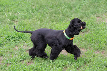 Cute cavalier king charles spaniel puppy is walking on a green grass in the summer park with stick in his teeth. Pet animals.