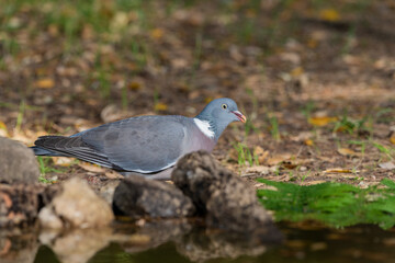 paloma torcaz​ en el suelo del bosque (Columba palumbus)